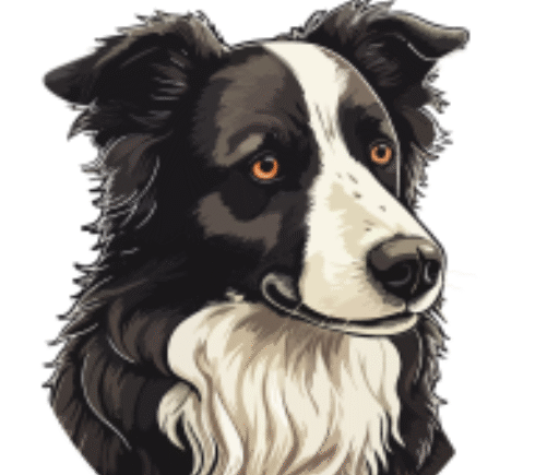 Contact Point Border Collies